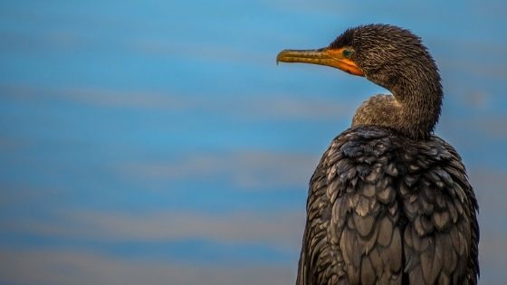 Sarasota-Manatee Birdwatching